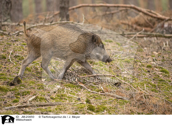 Wildschwein / wildboar / JM-20850