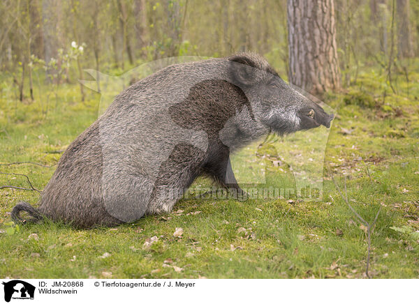 Wildschwein / wildboar / JM-20868