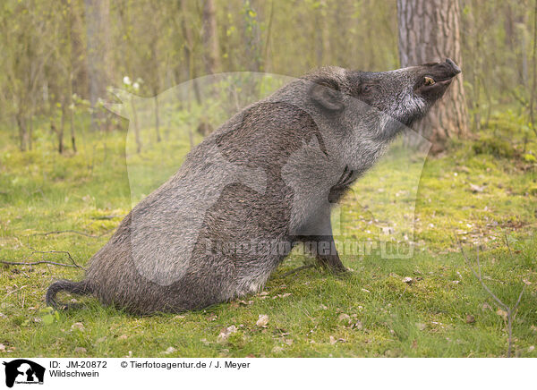 Wildschwein / wildboar / JM-20872