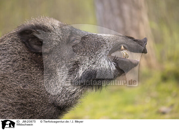 Wildschwein / wildboar / JM-20875