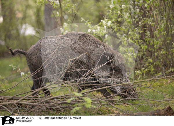 Wildschwein / wildboar / JM-20877