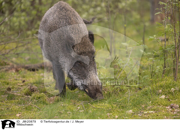 Wildschwein / wildboar / JM-20879