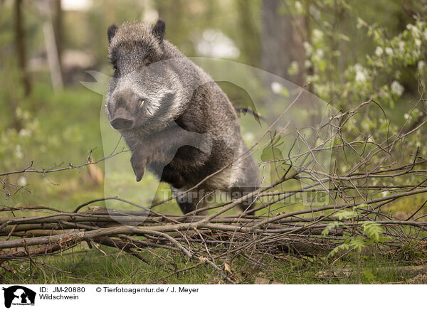 Wildschwein / wildboar / JM-20880