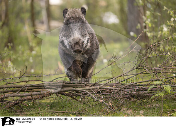 Wildschwein / wildboar / JM-20885