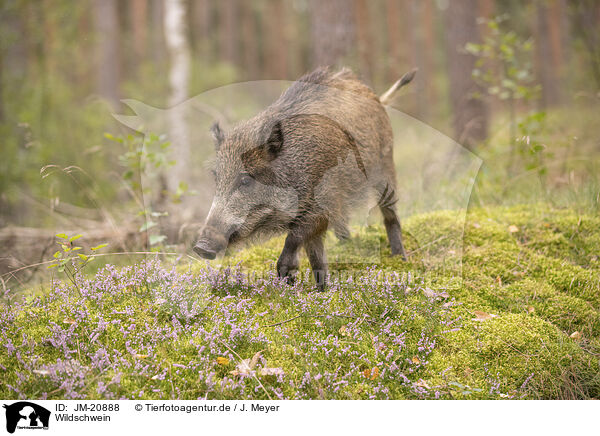 Wildschwein / wildboar / JM-20888