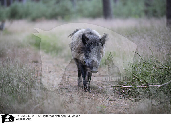 Wildschwein / wildboar / JM-21795