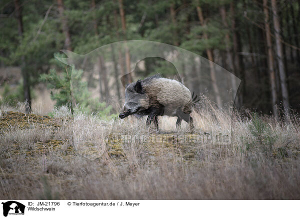 Wildschwein / wildboar / JM-21796