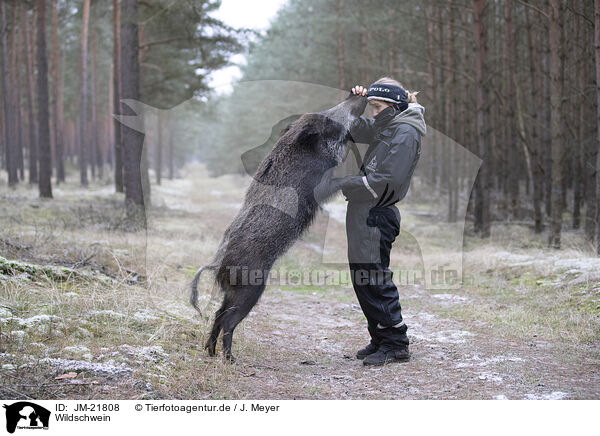 Wildschwein / wildboar / JM-21808