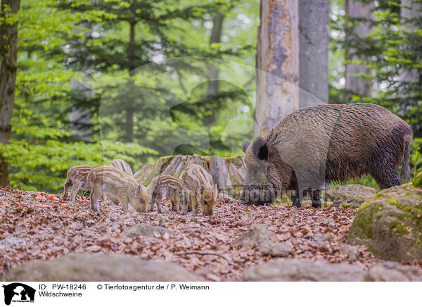 Wildschweine / wildboars / PW-18246