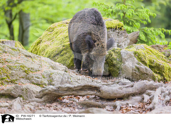 Wildschwein / wildboar / PW-18271