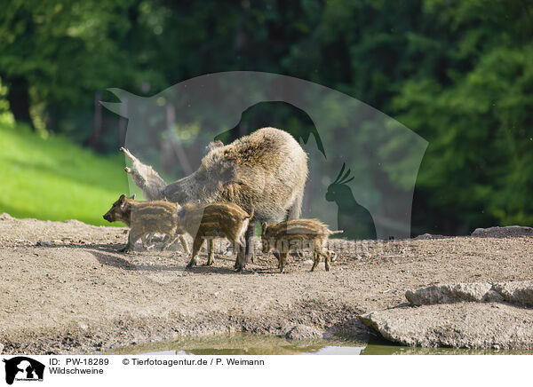 Wildschweine / wildboars / PW-18289