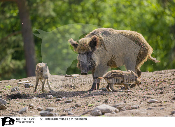 Wildschweine / wildboars / PW-18291
