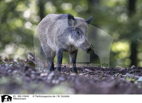 Wildschwein / wild boar / WS-10940