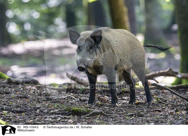 Wildschwein / wild boar / WS-10943