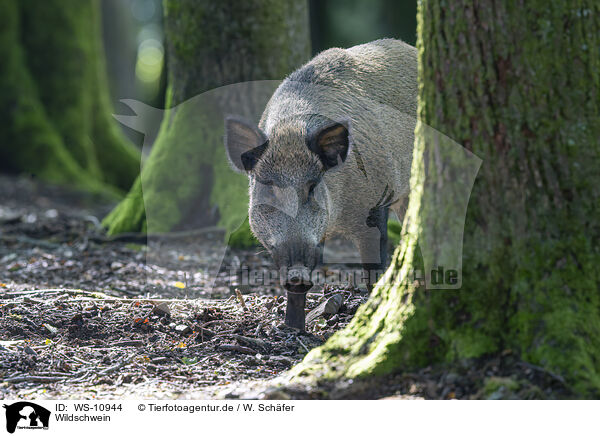 Wildschwein / wild boar / WS-10944