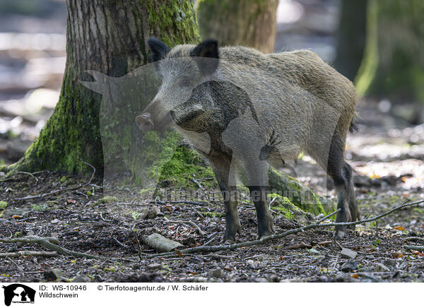 Wildschwein / wild boar / WS-10946