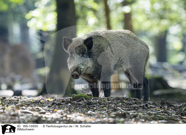 Wildschwein / wild boar / WS-10950