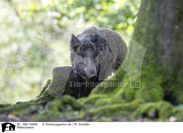 Wildschwein / wild boar / WS-10969