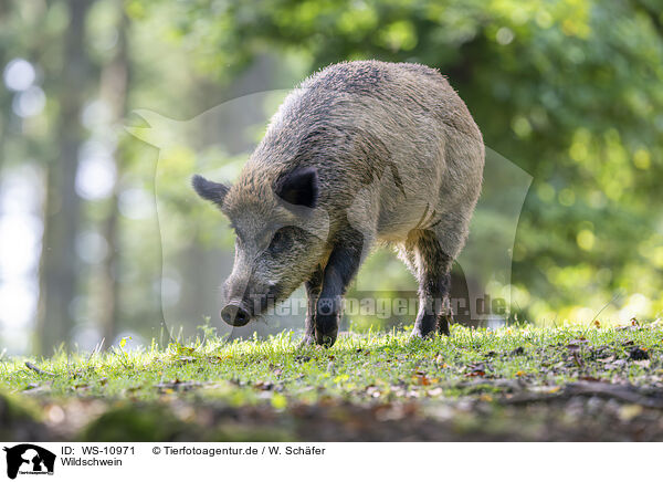 Wildschwein / wild boar / WS-10971