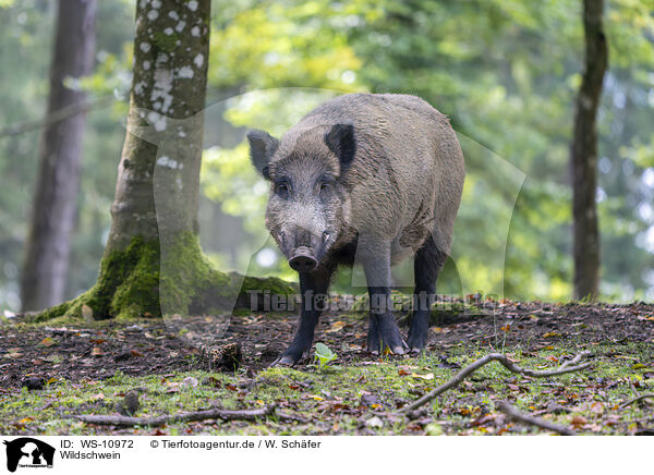 Wildschwein / wild boar / WS-10972