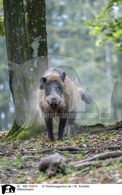 Wildschwein / wild boar / WS-10974
