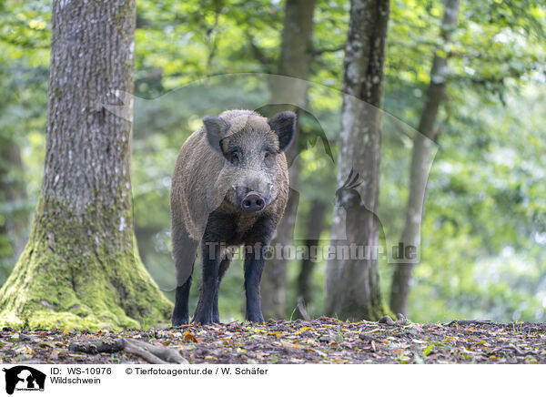 Wildschwein / wild boar / WS-10976