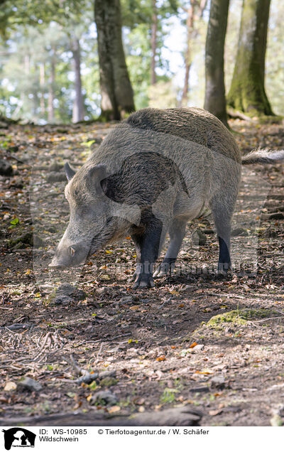 Wildschwein / wild boar / WS-10985