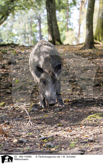 Wildschwein / wild boar / WS-10986