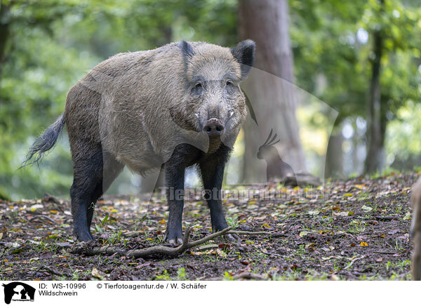 Wildschwein / wild boar / WS-10996