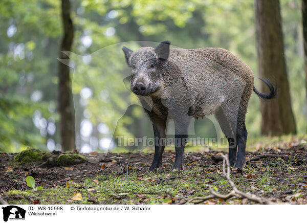 Wildschwein / WS-10998