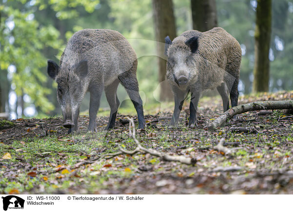 Wildschwein / WS-11000