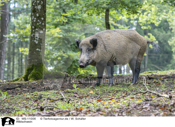 Wildschwein / WS-11006