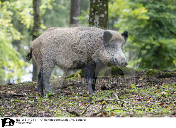 Wildschwein / wild boar / WS-11011
