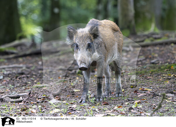 Wildschwein / WS-11014