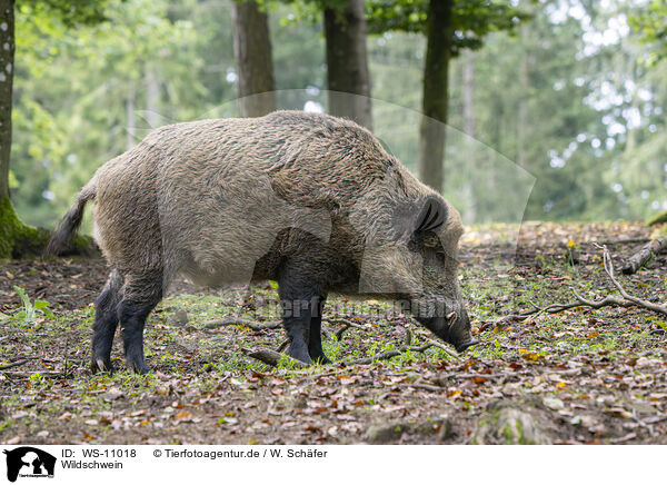 Wildschwein / wild boar / WS-11018
