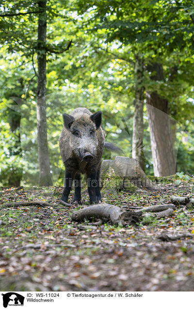 Wildschwein / wild boar / WS-11024