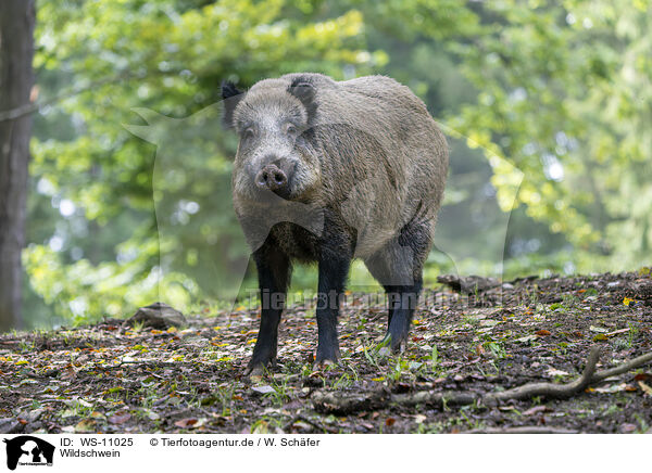 Wildschwein / wild boar / WS-11025