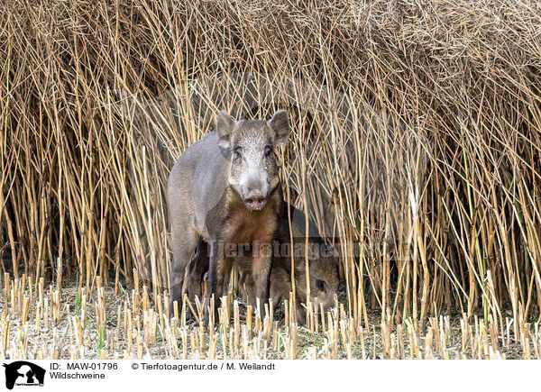 Wildschweine / wild boars / MAW-01796
