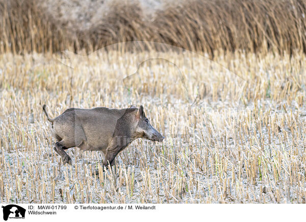 Wildschwein / wild boar / MAW-01799