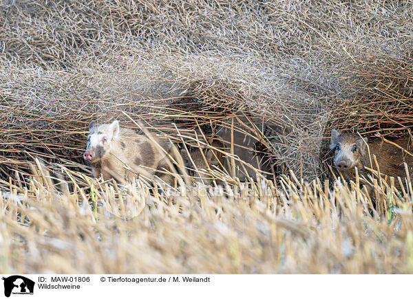 Wildschweine / wild boars / MAW-01806