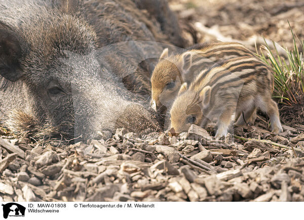 Wildschweine / wild boars / MAW-01808