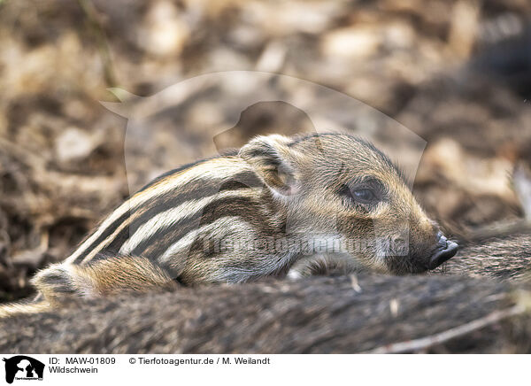 Wildschwein / wild boar / MAW-01809
