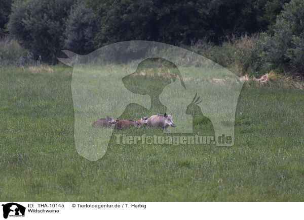 Wildschweine / wildboars / THA-10145