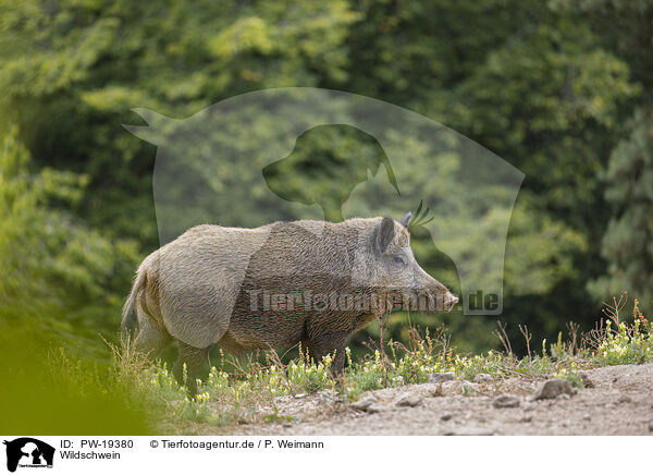 Wildschwein / wild boar / PW-19380