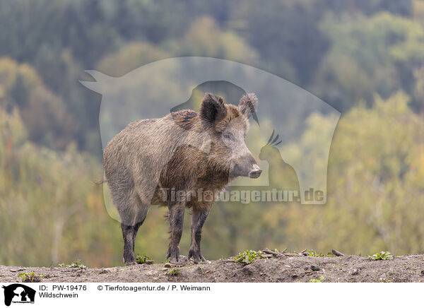Wildschwein / wild boar / PW-19476