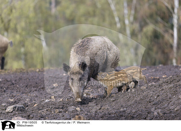 Wildschwein / wild boar / PW-19505