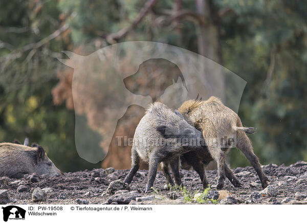 Wildschwein / wild boar / PW-19508