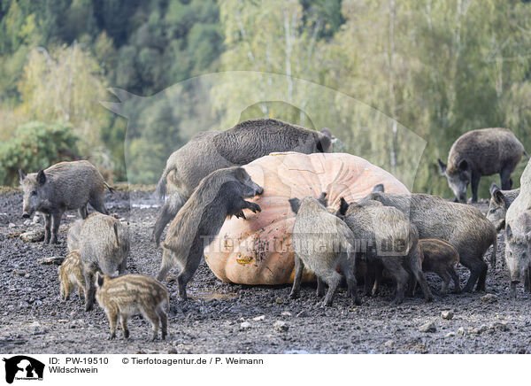 Wildschwein / wild boar / PW-19510