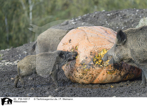 Wildschwein / wild boar / PW-19517