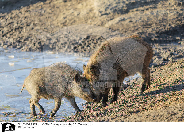 Wildschwein / wild boar / PW-19522
